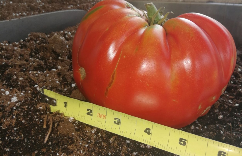 The Rita tomato, grown in St. Clair College's greenhouse.