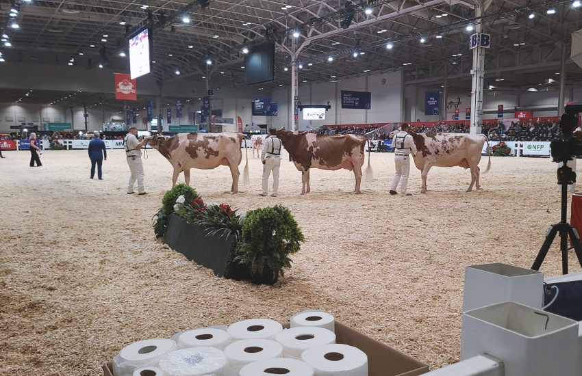 Cows and cowboys at fairgrounds.