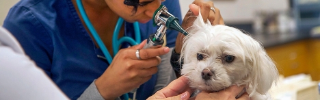 Dog getting ears checked
