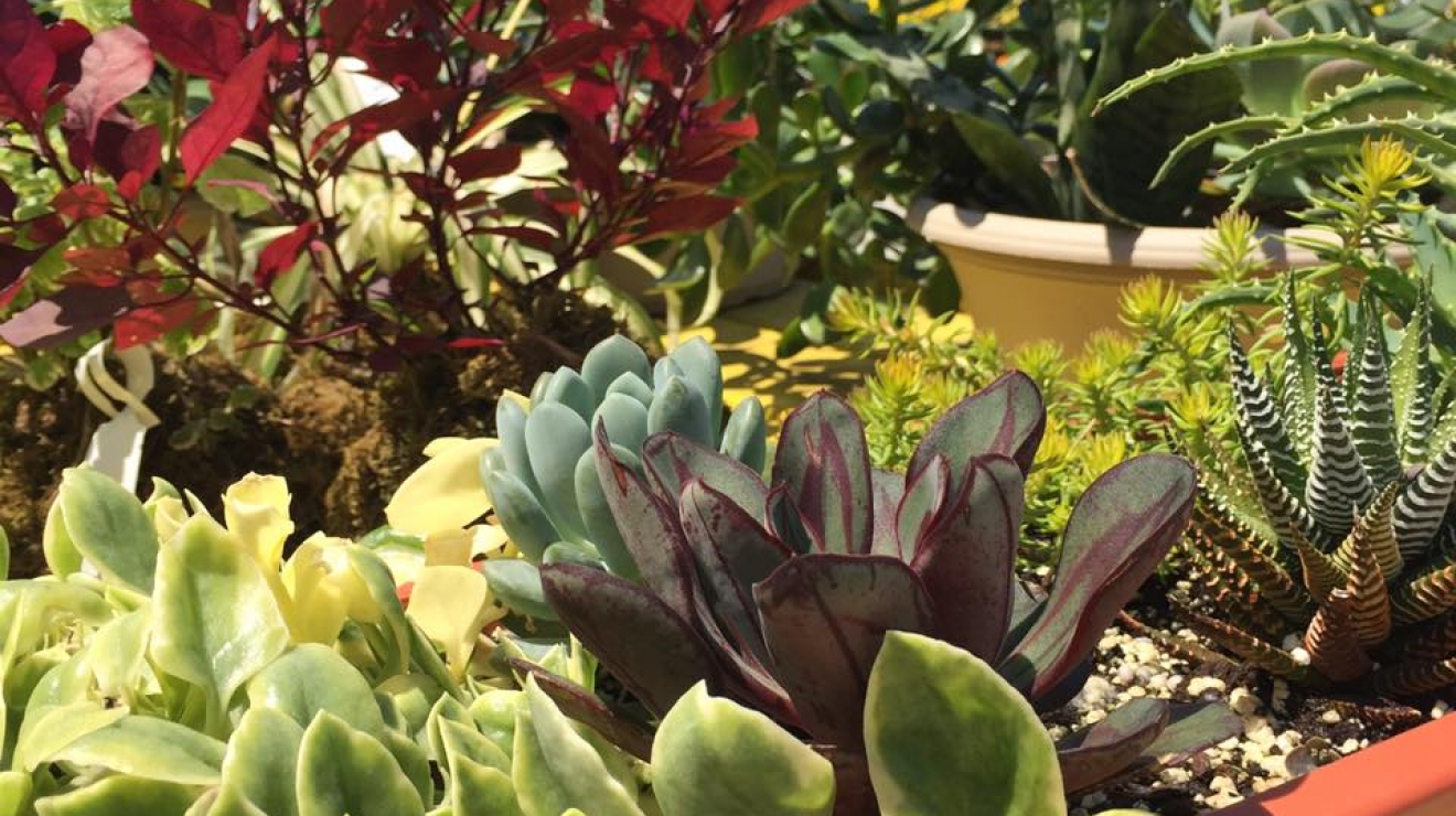 Flowers in the garden centre