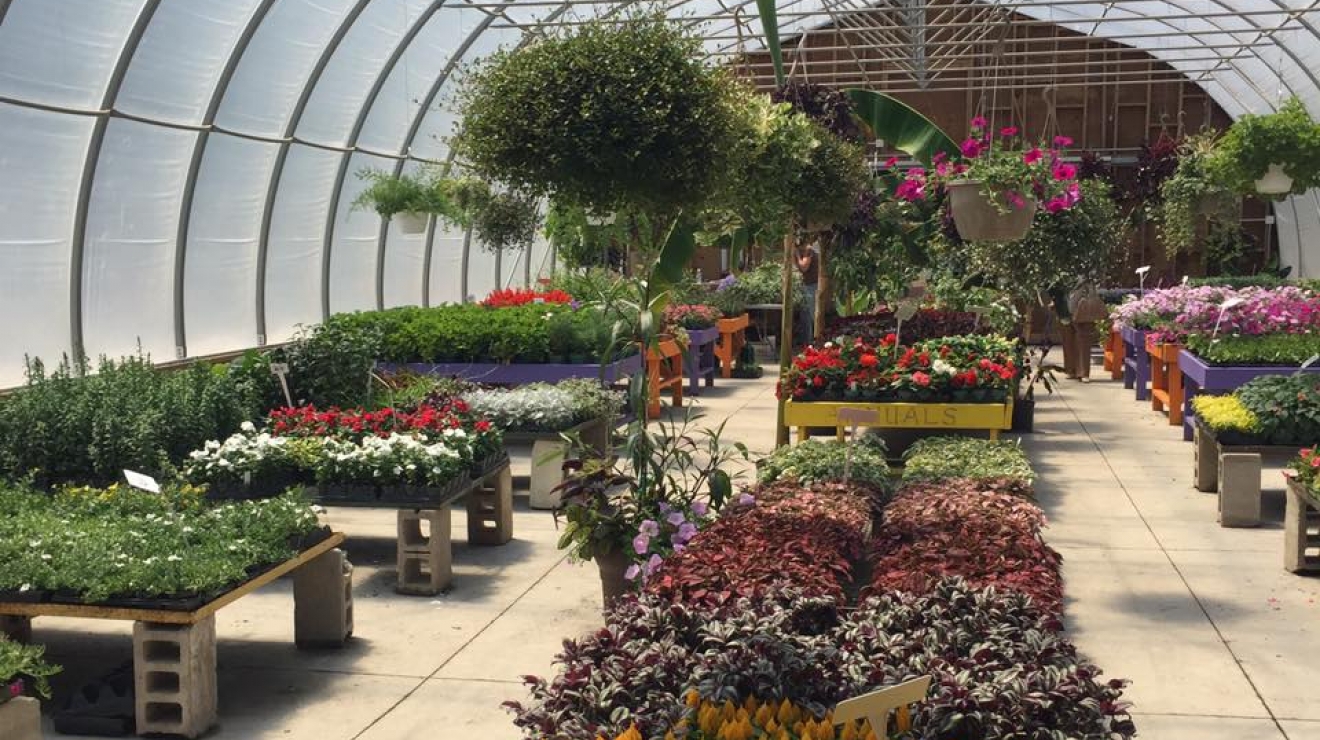 Flowers in the garden centre