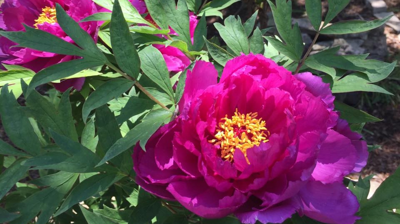 Flowers in the garden centre