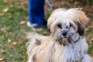 Cookie the maltese mix