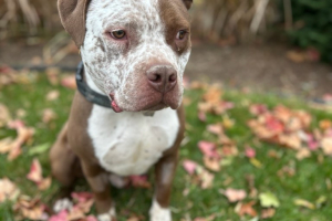 Meatball the Bully mix