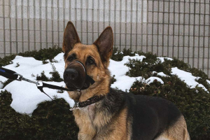 Asta, the German Shepherd