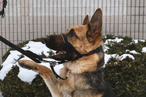 Asta, the German Shepherd