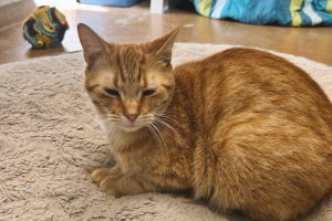 Orange cat
