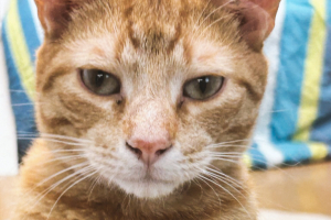 Orange cat