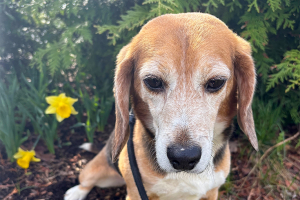 A beagle sitting in some grass/bushes