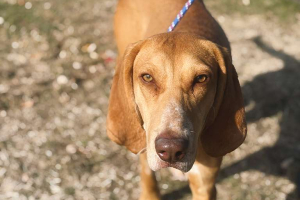 Daphne, a 1.5 year old Mix breed