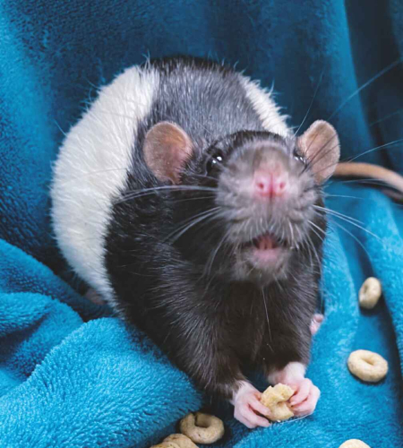 Long Evans rat