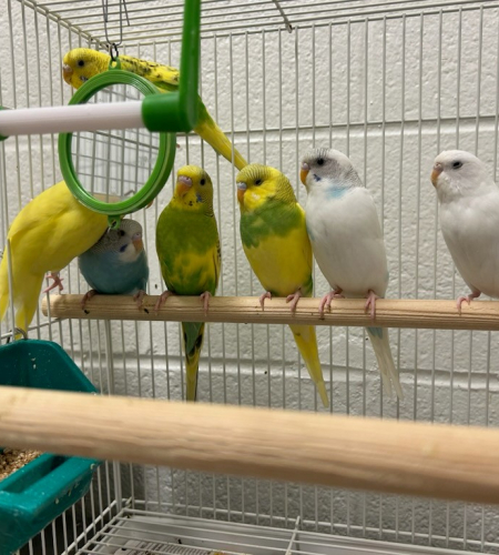 Budgies