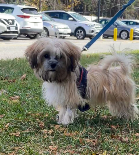 Cookie the maltese mix
