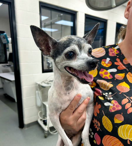 Esmeralda the Chihuahua