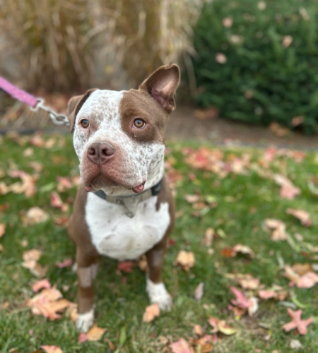Meatball the Bully mix