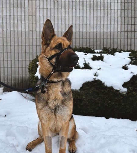 Asta, the German Shepherd