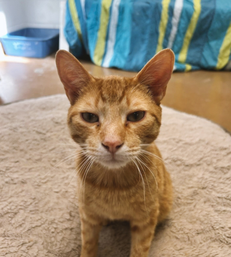 Orange cat
