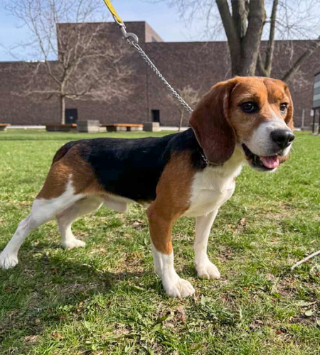 A beagle out in the yard
