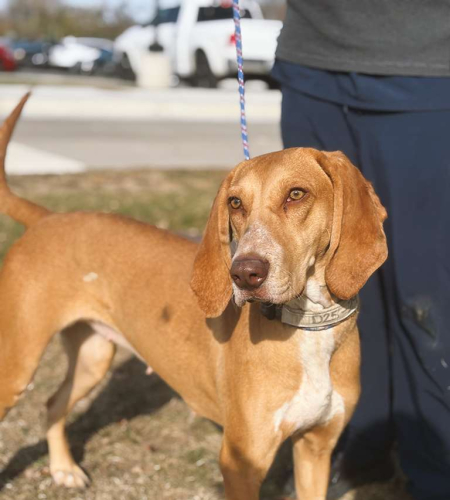 Daphne, a 1.5 year old Mix breed