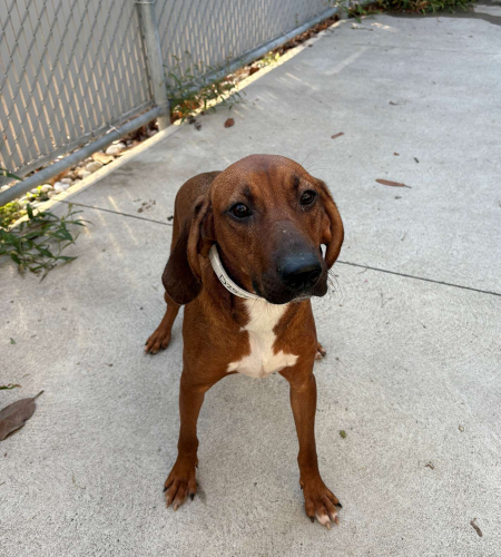Ginger the hound mix